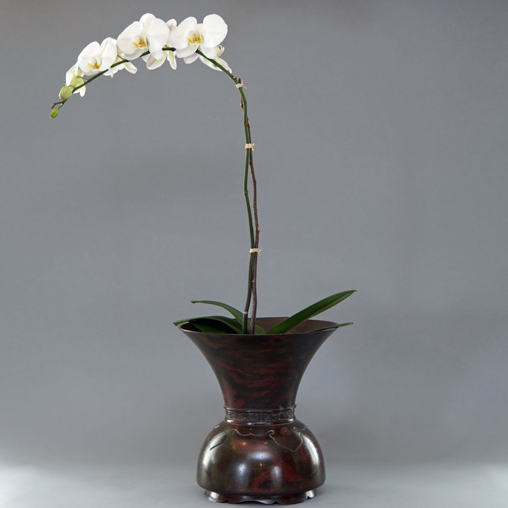 orchid bronze